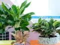 Piękne kwiaty doniczkowe cieniolubne: Aglaonema o zielonych liściach z jaśniejszymi żyłkami i różowo-zielona odmiana.