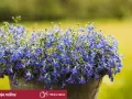 Piękna, niebieska lobelia w doniczce. Czy lobelia jest wieloletnia? Dowiedz się, jak pielęgnować te urocze kwiaty, by cieszyć się nimi dłużej.