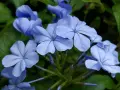 Piękne, niebieskie kwiaty, być może plumbago, rozkwitają na zielonym tle. Ich delikatne płatki tworzą zachwycający widok.