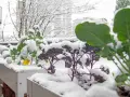 Zimowy balkon z zielonymi i fioletowymi roślinami przykrytymi śniegiem. W tle drzewa i budynki.