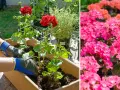 Ręce w rękawiczkach sadzą czerwone pelargonie. Obok kwitną różowe kwiaty. Dowiedz się, jak przycinać geranium, by pięknie rosło.