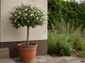 Urocza margaretka na pniu, niczym miniaturowe drzewko, kwitnie obficie białymi kwiatami. Rośnie w glinianej donicy, przy jasnej ścianie domu, a za nią rozpościera się zielony ogród.