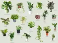 Inspiracja na jakie kwiaty do domu: Monstera, paproć, zamiokulkas, skrzydłokwiat i inne zielone piękności.