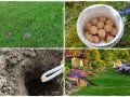 Domowe sposoby na krety: kopce na trawniku, pojemnik z kulkami, wkładanie kulki do nory, piękny ogród.