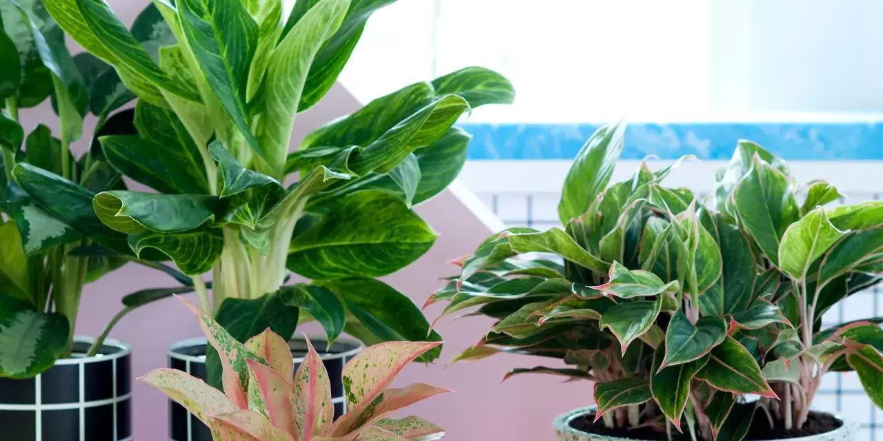 Piękne kwiaty doniczkowe cieniolubne: Aglaonema o zielonych liściach z jaśniejszymi żyłkami i różowo-zielona odmiana.