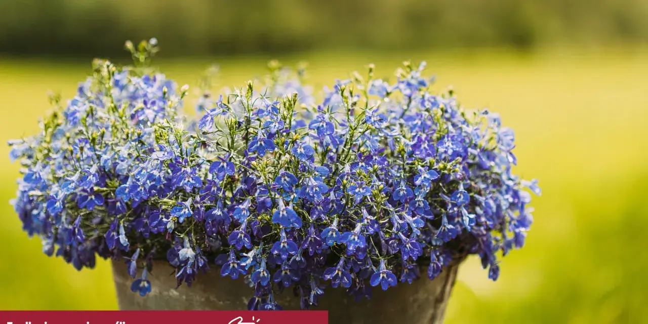 Piękna, niebieska lobelia w doniczce. Czy lobelia jest wieloletnia? Dowiedz się, jak pielęgnować te urocze kwiaty, by cieszyć się nimi dłużej.