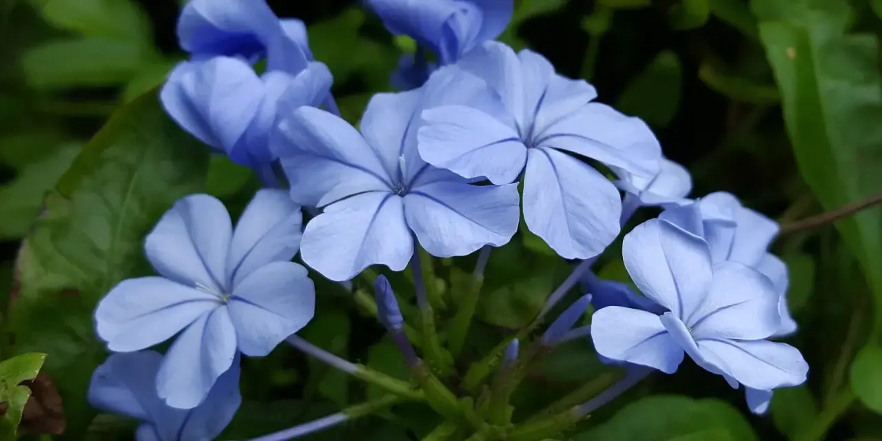 Piękne, niebieskie kwiaty, być może plumbago, rozkwitają na zielonym tle. Ich delikatne płatki tworzą zachwycający widok.