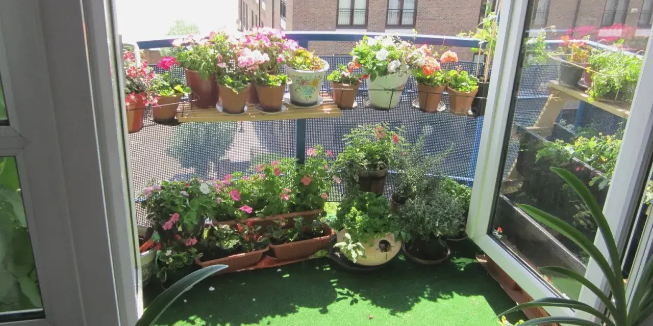 Balkon inspiracje: kwitnące pelargonie i zioła na zielonym trawniku, z widokiem na rzekę i budynki.