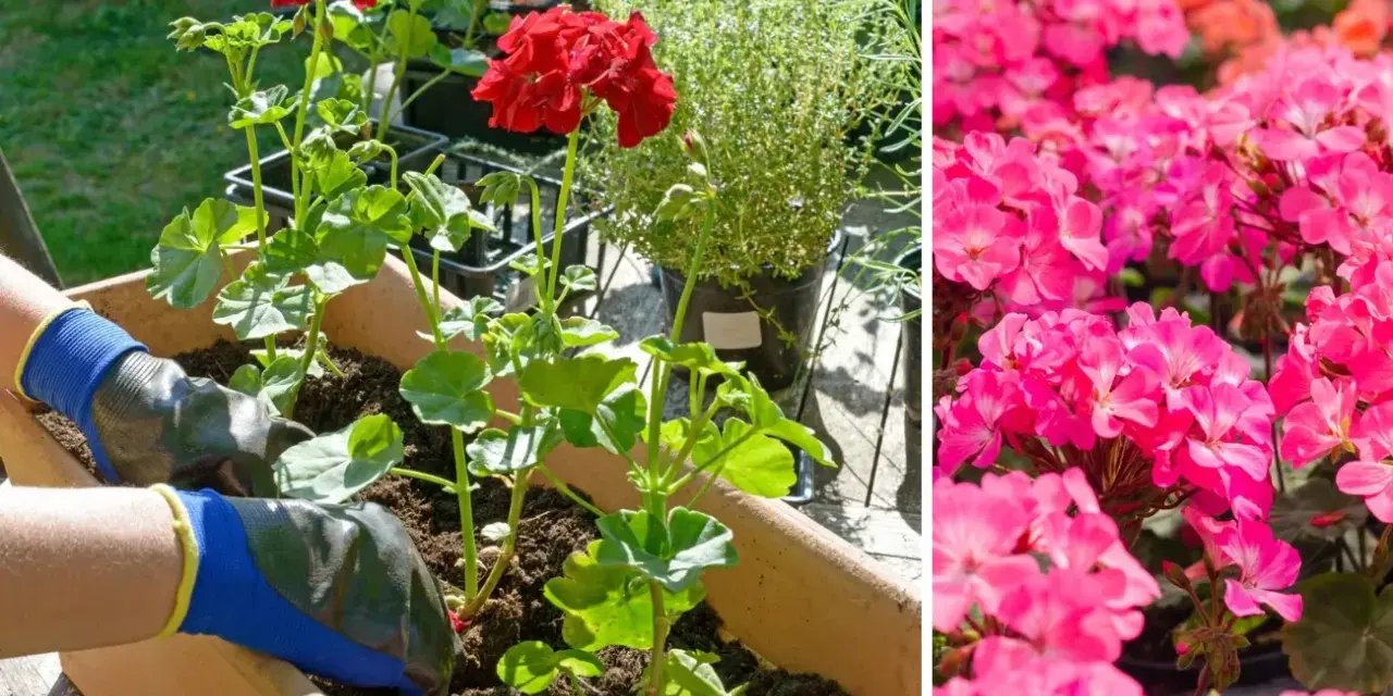 Ręce w rękawiczkach sadzą czerwone pelargonie. Obok kwitną różowe kwiaty. Dowiedz się, jak przycinać geranium, by pięknie rosło.