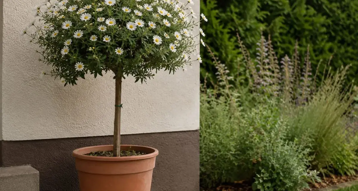 Urocza margaretka na pniu, niczym miniaturowe drzewko, kwitnie obficie białymi kwiatami. Rośnie w glinianej donicy, przy jasnej ścianie domu, a za nią rozpościera się zielony ogród.