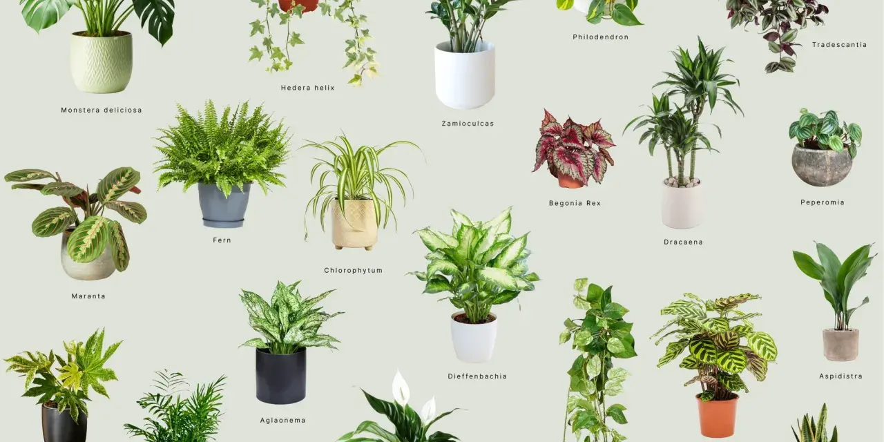 Inspiracja na jakie kwiaty do domu: Monstera, paproć, zamiokulkas, skrzydłokwiat i inne zielone piękności.