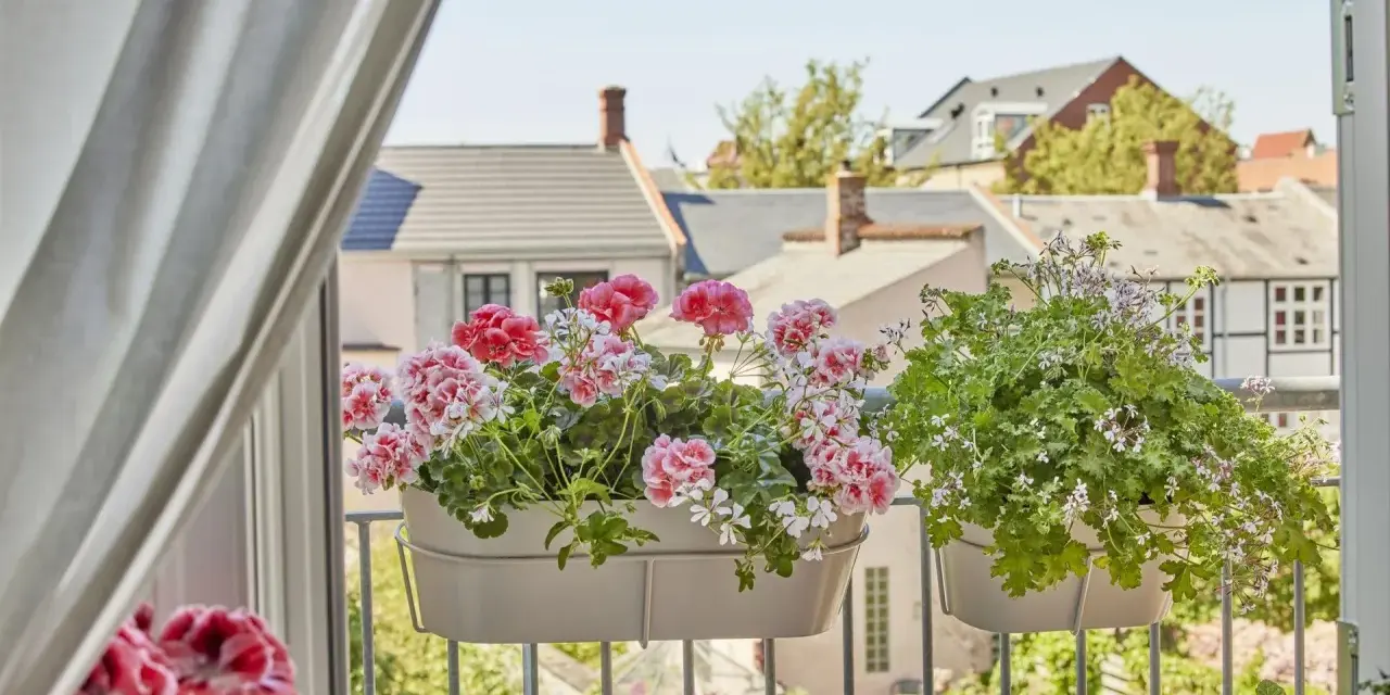 Kiedy pelargonie na balkon kwitną, tworzą kolorowy widok na tle miejskiej zabudowy.