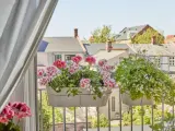 Kiedy pelargonie na balkon kwitną, tworzą kolorowy widok na tle miejskiej zabudowy.