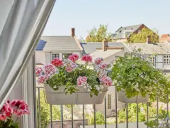 Kiedy pelargonie na balkon kwitną, tworzą kolorowy widok na tle miejskiej zabudowy.