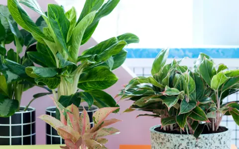 Piękne kwiaty doniczkowe cieniolubne: Aglaonema o zielonych liściach z jaśniejszymi żyłkami i różowo-zielona odmiana.