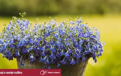 Piękna, niebieska lobelia w doniczce. Czy lobelia jest wieloletnia? Dowiedz się, jak pielęgnować te urocze kwiaty, by cieszyć się nimi dłużej.