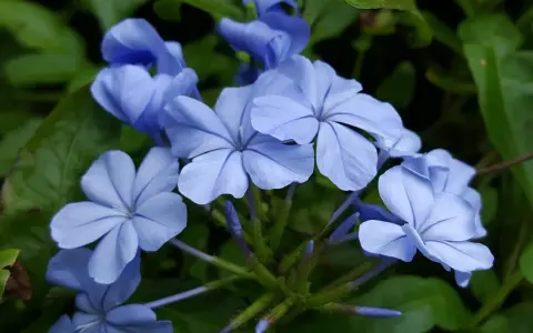 Piękne, niebieskie kwiaty, być może plumbago, rozkwitają na zielonym tle. Ich delikatne płatki tworzą zachwycający widok.