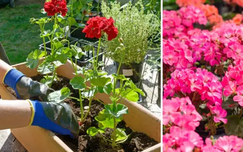 Ręce w rękawiczkach sadzą czerwone pelargonie. Obok kwitną różowe kwiaty. Dowiedz się, jak przycinać geranium, by pięknie rosło.