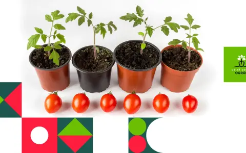 Sadzonki pomidorów w doniczkach i dojrzałe pomidory. Kiedy sadzić pomidory? Czas na wiosenne sadzenie!
