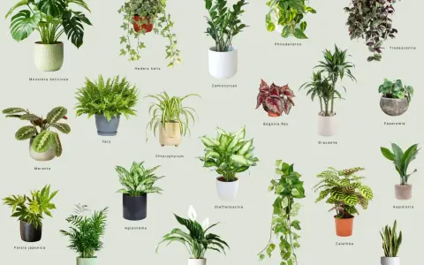 Inspiracja na jakie kwiaty do domu: Monstera, paproć, zamiokulkas, skrzydłokwiat i inne zielone piękności.