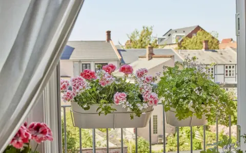 Kiedy pelargonie na balkon kwitną, tworzą kolorowy widok na tle miejskiej zabudowy.