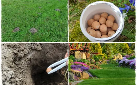 Domowe sposoby na krety: kopce na trawniku, pojemnik z kulkami, wkładanie kulki do nory, piękny ogród.