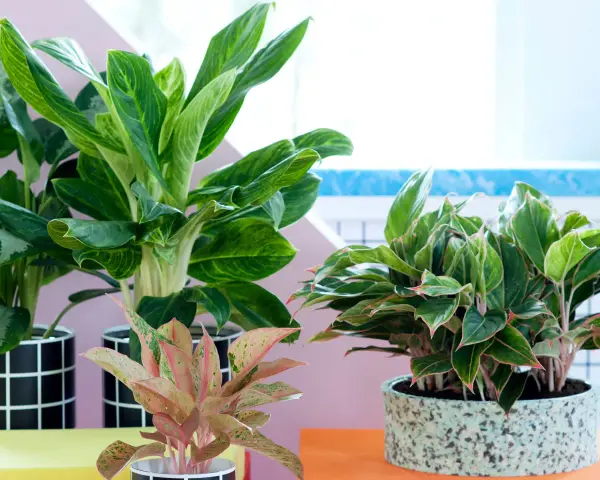 Piękne kwiaty doniczkowe cieniolubne: Aglaonema o zielonych liściach z jaśniejszymi żyłkami i różowo-zielona odmiana.