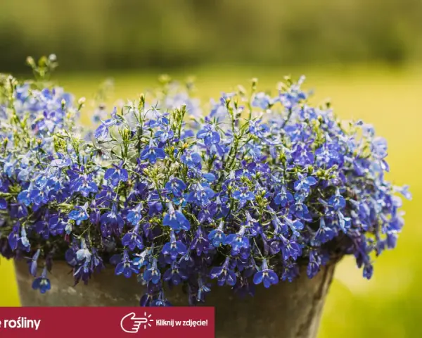 Piękna, niebieska lobelia w doniczce. Czy lobelia jest wieloletnia? Dowiedz się, jak pielęgnować te urocze kwiaty, by cieszyć się nimi dłużej.