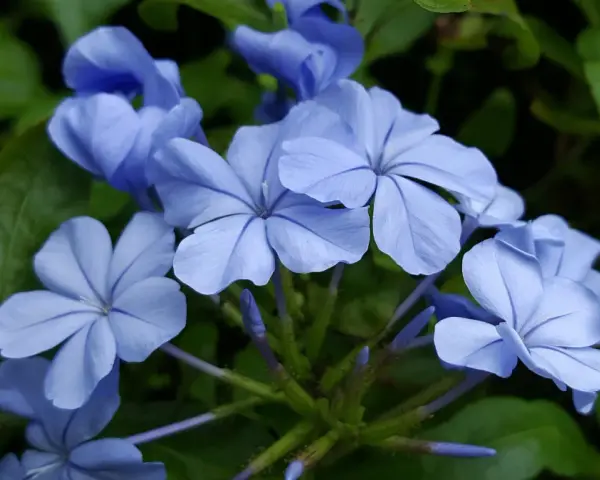 Piękne, niebieskie kwiaty, być może plumbago, rozkwitają na zielonym tle. Ich delikatne płatki tworzą zachwycający widok.