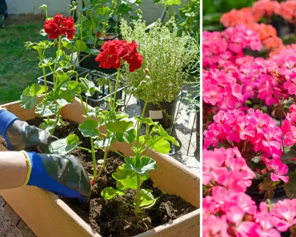 Ręce w rękawiczkach sadzą czerwone pelargonie. Obok kwitną różowe kwiaty. Dowiedz się, jak przycinać geranium, by pięknie rosło.