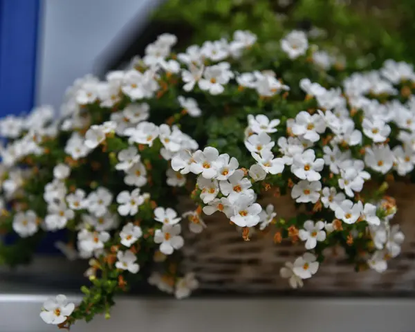 Białe drobne kwiaty w wiklinowym koszu, idealne jako jakie kwiaty na balkon.
