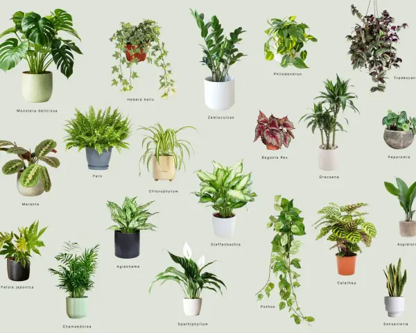 Inspiracja na jakie kwiaty do domu: Monstera, paproć, zamiokulkas, skrzydłokwiat i inne zielone piękności.
