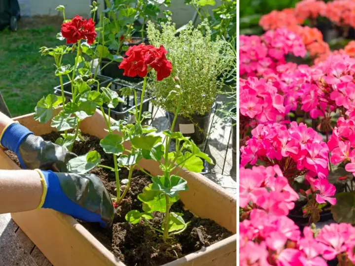 Ręce w rękawiczkach sadzą czerwone pelargonie. Obok kwitną różowe kwiaty. Dowiedz się, jak przycinać geranium, by pięknie rosło.