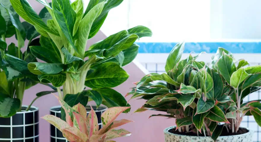 Piękne kwiaty doniczkowe cieniolubne: Aglaonema o zielonych liściach z jaśniejszymi żyłkami i różowo-zielona odmiana.