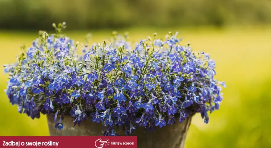 Piękna, niebieska lobelia w doniczce. Czy lobelia jest wieloletnia? Dowiedz się, jak pielęgnować te urocze kwiaty, by cieszyć się nimi dłużej.