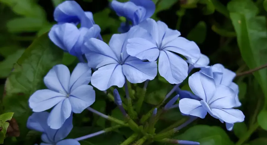 Piękne, niebieskie kwiaty, być może plumbago, rozkwitają na zielonym tle. Ich delikatne płatki tworzą zachwycający widok.