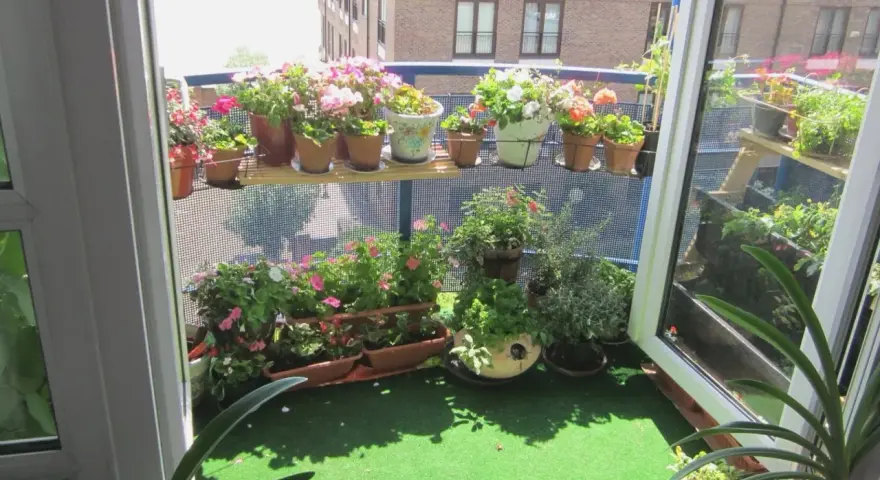 Balkon inspiracje: kwitnące pelargonie i zioła na zielonym trawniku, z widokiem na rzekę i budynki.