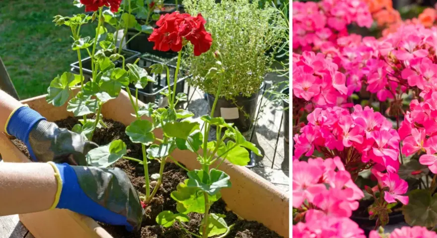 Ręce w rękawiczkach sadzą czerwone pelargonie. Obok kwitną różowe kwiaty. Dowiedz się, jak przycinać geranium, by pięknie rosło.