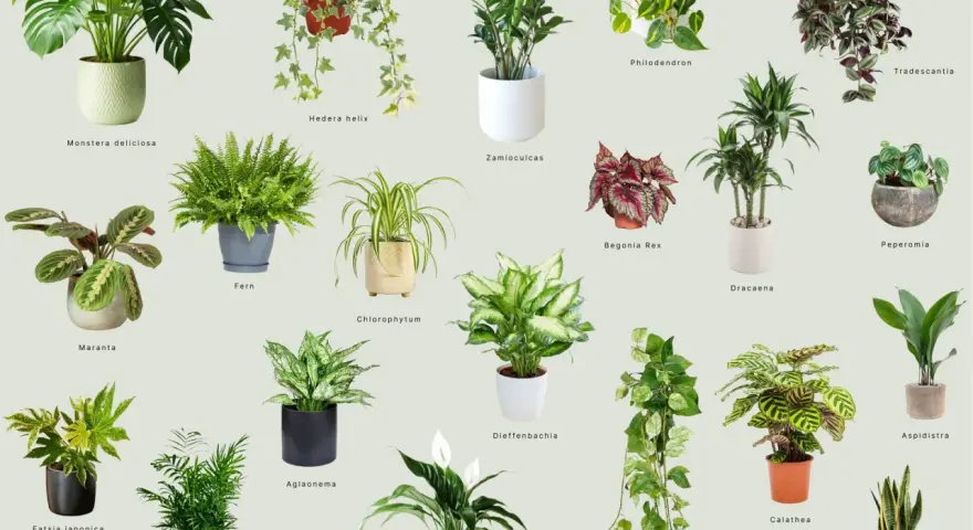 Inspiracja na jakie kwiaty do domu: Monstera, paproć, zamiokulkas, skrzydłokwiat i inne zielone piękności.
