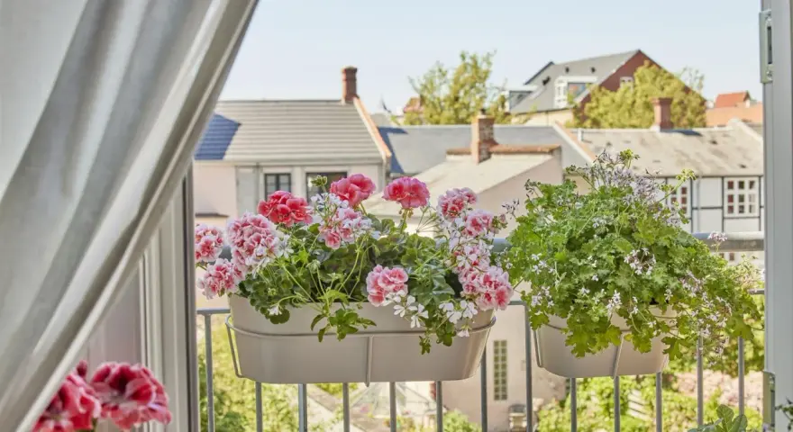 Kiedy pelargonie na balkon kwitną, tworzą kolorowy widok na tle miejskiej zabudowy.