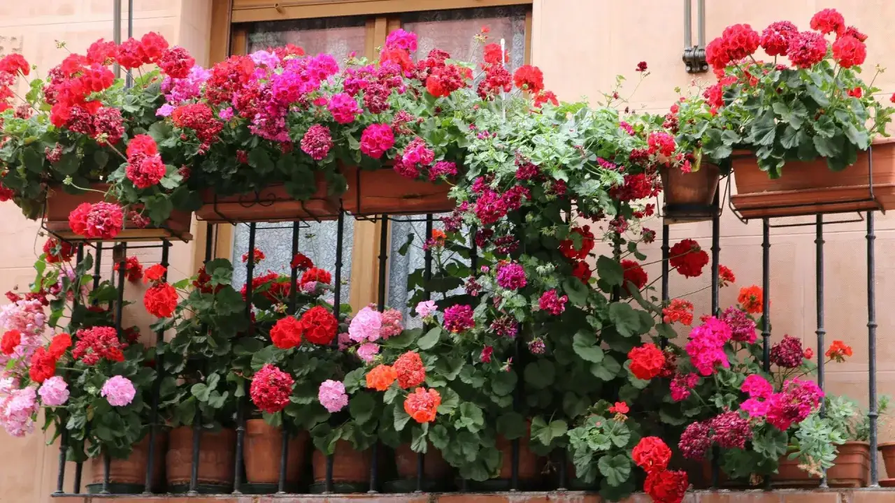 Kwiaty na balkonie tworzą barwny, leśny ogród. Pelargonie w odcieniach czerwieni, różu i fuksji kwitną obficie, tworząc bujne kaskady.