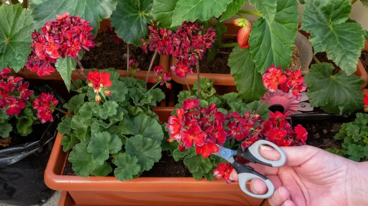 Dłoń z nożyczkami przycina przekwitłe kwiaty czerwonych pelargonii. To kluczowy krok, jak przycinać geranium, by pięknie kwitło.