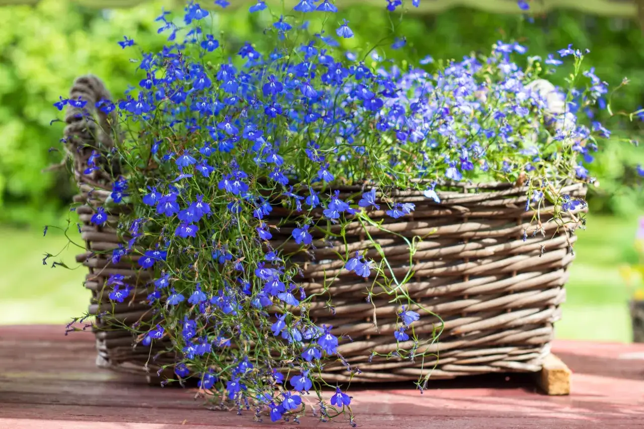 Kosz wiklinowy pełen kaskad drobnych, niebieskich kwiatów. Te urocze niebieskie kwiaty nazwy to lobelia, która pięknie ozdabia taras.