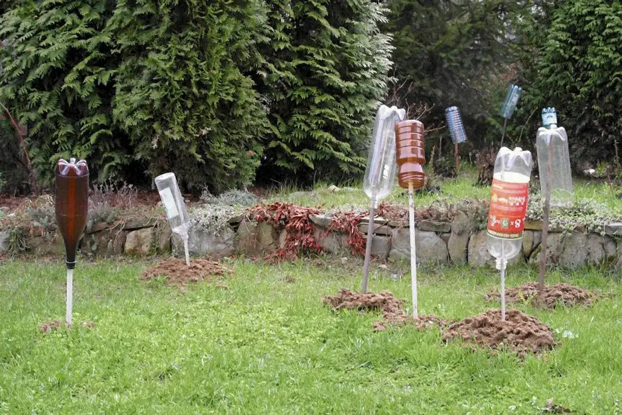 Domowe sposoby na krety: plastikowe butelki wbite w ziemię przy kretowiskach, tworzące wibracje odstraszające szkodniki.